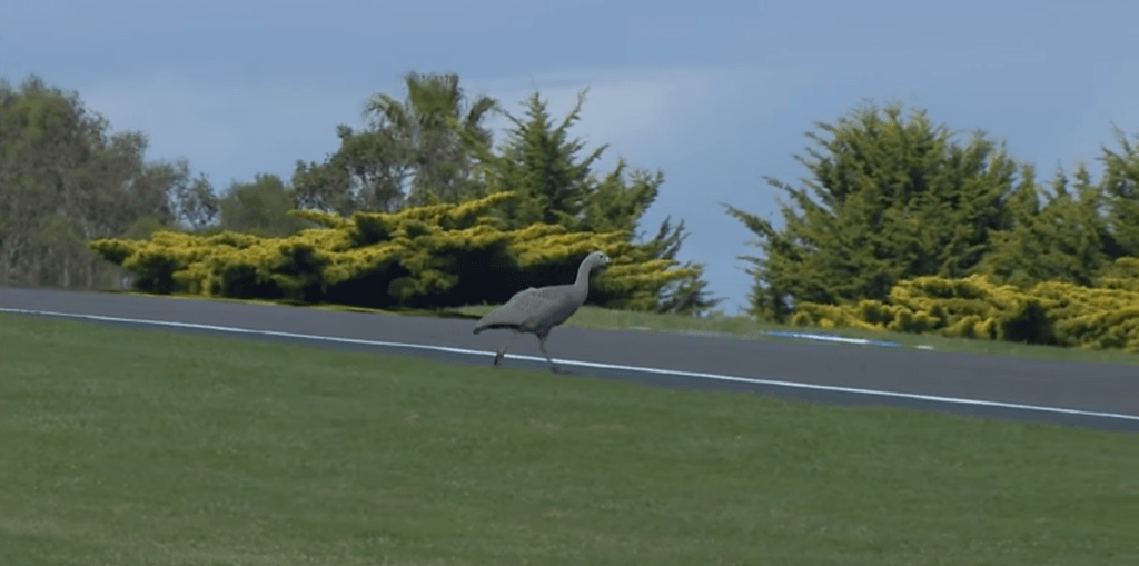 A Phillip Island invasione di oche in pista, sessione interrotta e bandiera rossa [VIDEO]